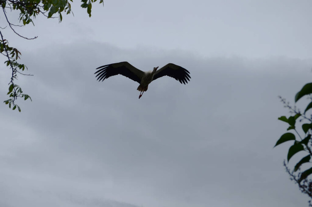 Wielki bocian latający po niebie. ptaki wędrowne - Zdjęcie, obraz
