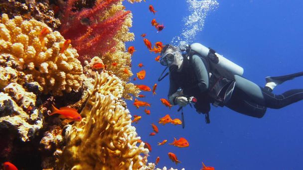 Ember búvár megcsodálta gyönyörű színes korallzátony - Fotó, kép