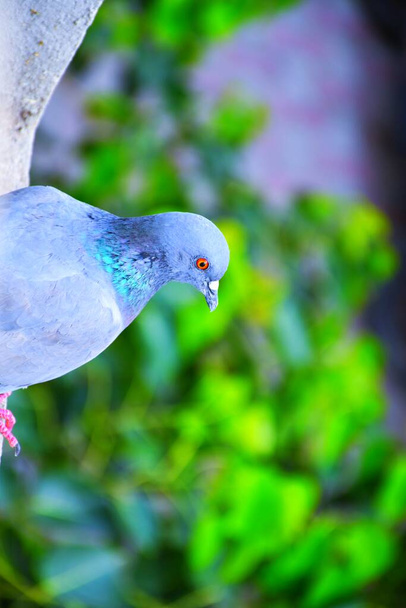 Pigeons domestiques / pigeons sauvages (Gujarat - Inde) volent contre le ciel bleu Pigeons domestiques / pigeons sauvages, Oiseaux volant dans le ciel - Photo, image