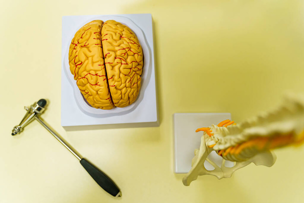 Human brain model for education in laboratory. Neurosurgery concept. - Foto, Bild
