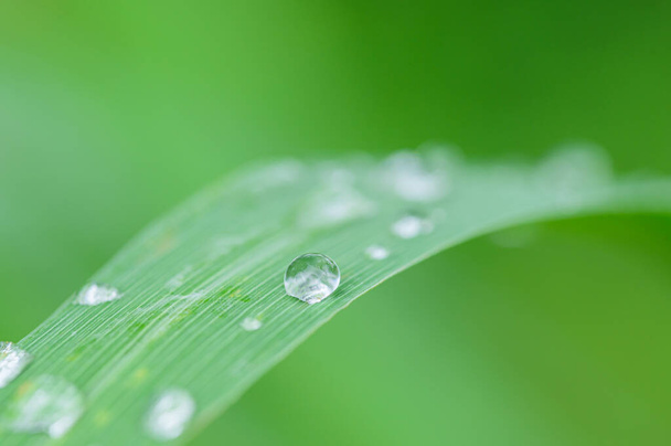 Macro water drops on leaves green blurred background - Photo, Image