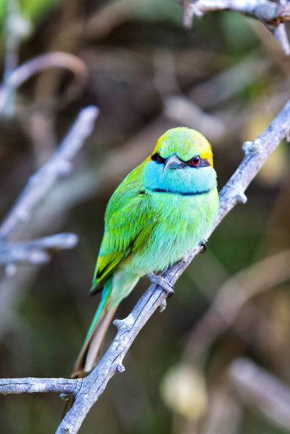 Όμορφο μικρό πράσινο μελισσοφάγο πουλί (Merops orientalis), που στηρίζεται σε μια πέρκα - Φωτογραφία, εικόνα