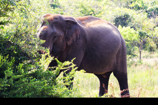 Un elefante caminando en el parque nacional de Yala sri lanka
 - Foto, Imagen