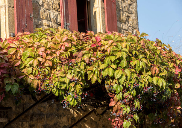 A house will be covered with ivy in Domme. Dordogne, France - Photo, Image