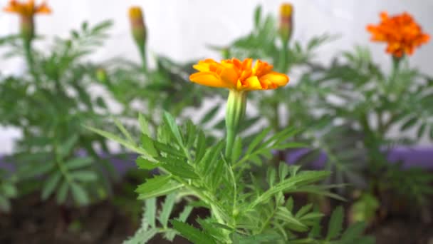 palánták szezonális értékesítése. virágcserepes csírák. Tagetes Durango Tangerine használják díszítő virágtermesztés - Felvétel, videó