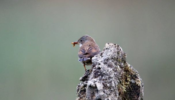 Меньшая белоснежка собирает пищу для своих птенцов
  - Фото, изображение