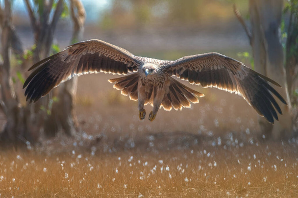 Летящий орёл восточного императора
 - Фото, изображение
