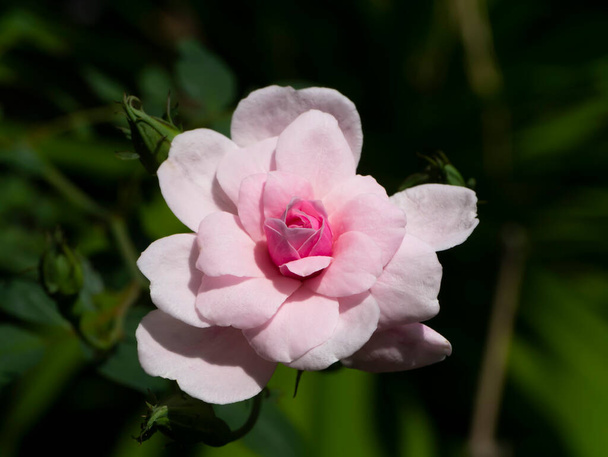 Закрыть розовый цветок розы Дамаск с зеленым размытым фоном. (Rosa damascena
) - Фото, изображение