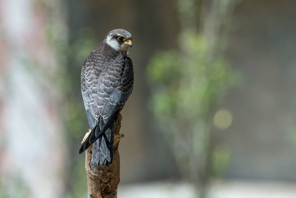 Amur Falcon, der kleinste fliegende Falke der Welt Von Asien nach Afrika - Foto, Bild