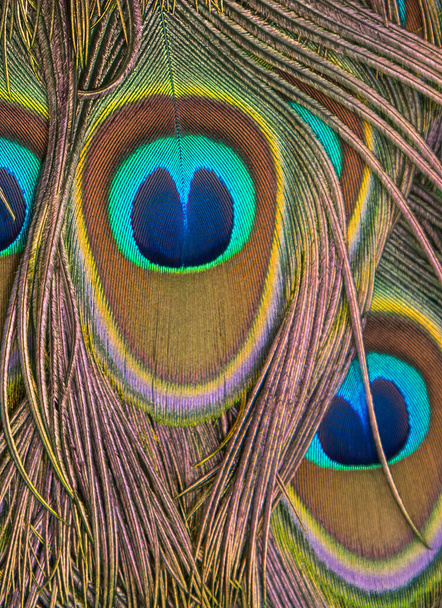 Closeup peacock feathers , Green peafowl - Photo, Image