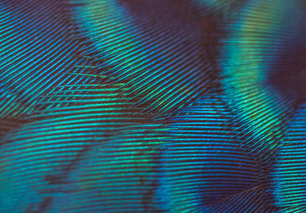 Peacock feathers in closeup ,The beauty of bird feathers for background - Photo, Image