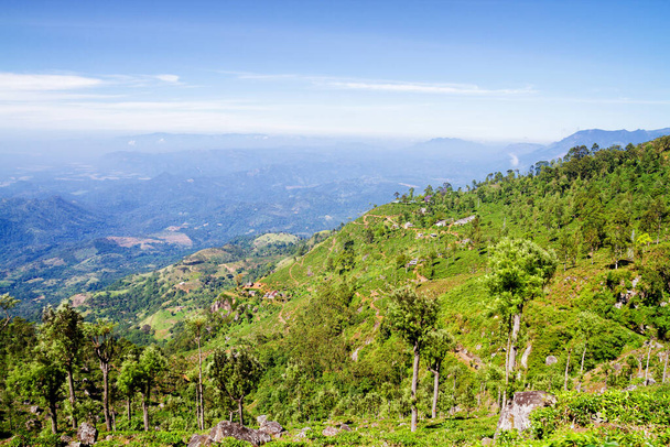 Tea plantations in Sri Lanka - Foto, Imagen
