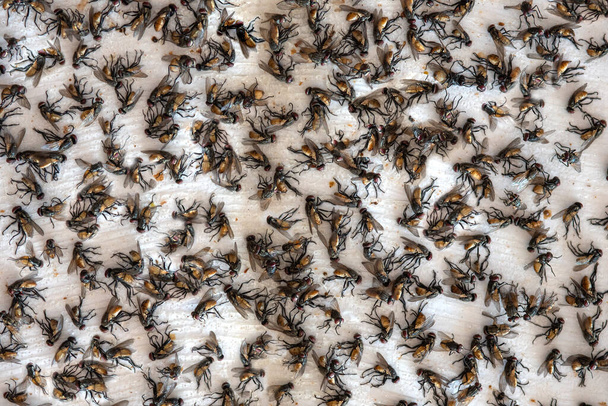 Primer plano de las moscas muertas por destrucción química
 - Foto, imagen