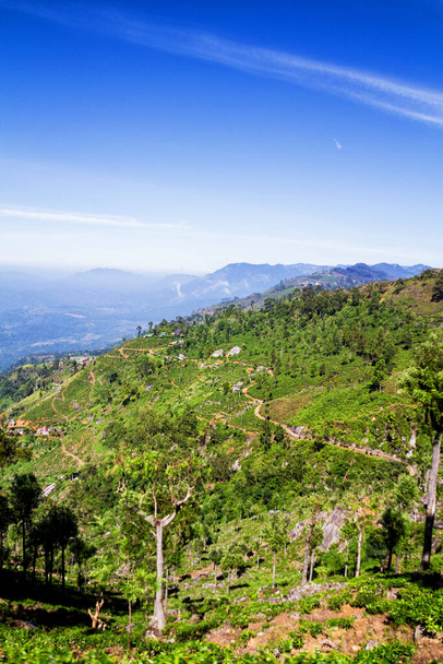 Plantacje herbaty na Sri Lance - Zdjęcie, obraz