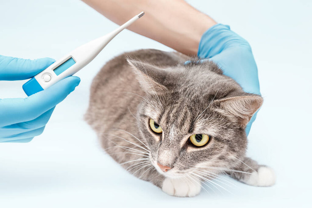 Le vétérinaire vérifie la température d'un chat domestique à la clinique. Infections et santé des animaux. Thermomètre numérique moderne - Photo, image