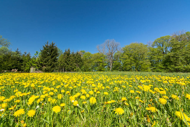 Идиллический цветочный луг с одуванчиками и маргаритками на краю леса
 - Фото, изображение