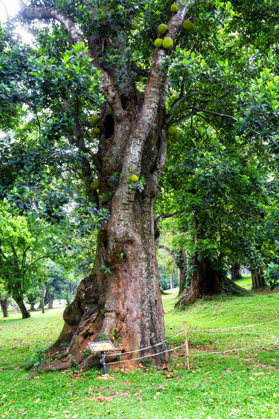 Γιγάντιο δέντρο φρούτων  - Φωτογραφία, εικόνα