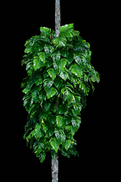 Πράσινα φύλλα του γηγενούς Monstera (Epipremnum pinnatum) λιάνα φυτό που αναπτύσσεται σε άγρια αναρρίχηση σε δέντρο ζούγκλα, τροπικό δάσος φυτό αειθαλή αμπέλια θάμνος απομονώνονται σε μαύρο φόντο με απόκομμα διαδρομή - Φωτογραφία, εικόνα