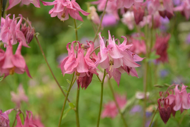 European columbine or common columbine(Aquilegia vulgaris), flowering plant in the garden. - Photo, Image