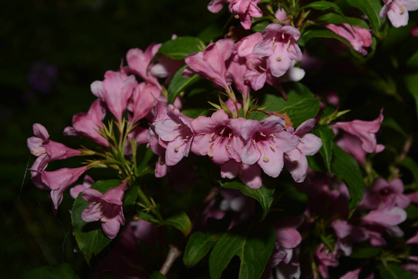 Weigela pensaat kukkivat vaaleanpunainen. Kaunis kevätpuutarha. (Weigela florida) kukat. - Valokuva, kuva