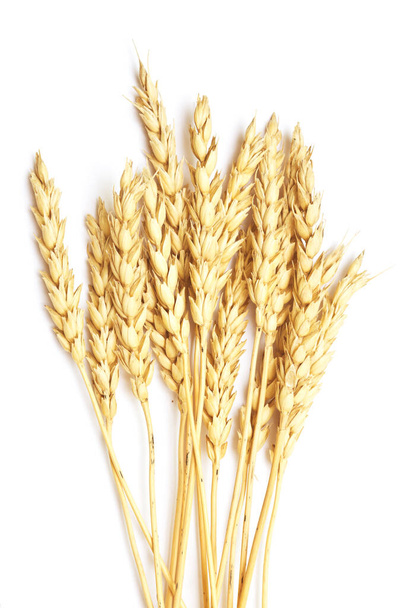 wheat isolated on white background - Photo, Image