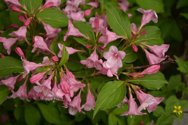 Οι θάμνοι Γουαϊγκέλα ανθίζουν ροζ. Ένας όμορφος ανοιξιάτικος κήπος. (Weigela florida) λουλούδια. - Φωτογραφία, εικόνα