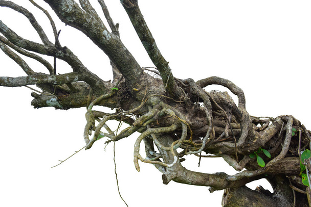 racine de bois. Spirale torsadée branche d'arbre de jungle, plante de liane de vigne isolée sur fond blanc, chemin de coupe inclus - Photo, image