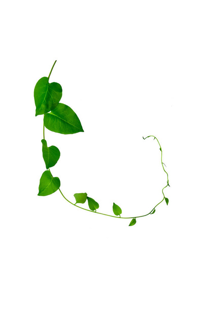 Wild morning glory leaves jungle vines tropical plant isolated on white background, clipping path included - Photo, Image