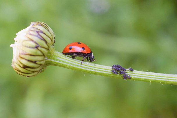 Lady bug como um predador de piolho de planta, proteção biológica
. - Foto, Imagem