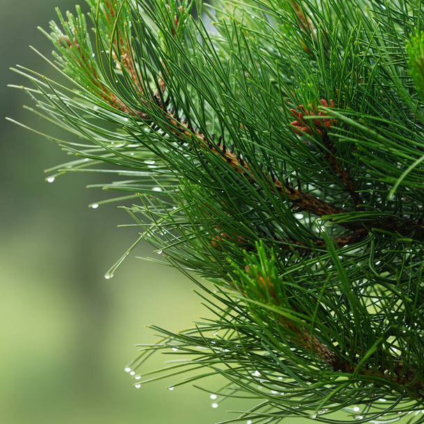 Rami di pino ravvicinati con gocce di pioggia - Foto, immagini