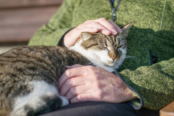Senior sedí na lavičce a něžně hladí kočku - Fotografie, Obrázek