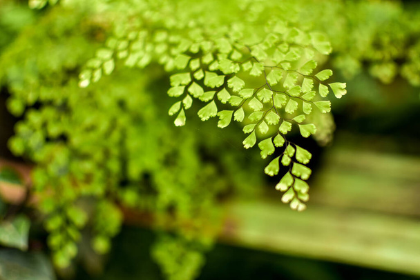 Delicate maiden hair fern leaves hang above the ground in summertime. - Photo, Image