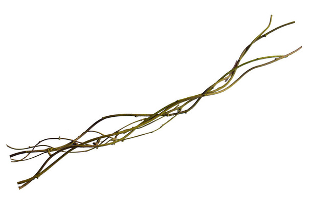 Holzwurzel. Spiralgedrehter Dschungel-Ast, Lianenpflanze isoliert auf weißem Hintergrund, Schneideweg inklusive - Foto, Bild