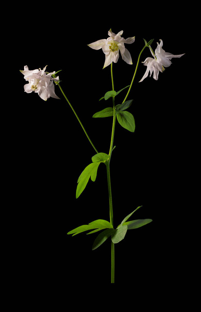 Üç beyaz Aquilegia çiçeği izole edilmiş siyah yakın plan - Fotoğraf, Görsel