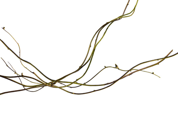 raíz de madera. Espiral retorcida rama de árbol de la selva, liana de vid planta aislada sobre fondo blanco, camino de recorte incluido
 - Foto, Imagen