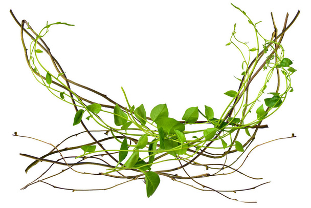 twisted  vines leaves isolated on white background at the roots of tropical trees, isolated on white background with clipping path. can be used as wallpaper - Photo, Image