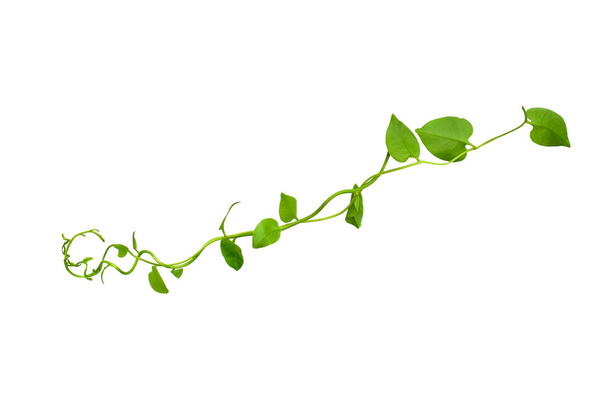 Φλοράλ Ντεσέιν. Twisted αμπέλια ζούγκλα liana φυτό με πράσινα φύλλα σε σχήμα καρδιάς που απομονώνονται σε λευκό φόντο, περικοπή διαδρομή που περιλαμβάνονται. - Φωτογραφία, εικόνα