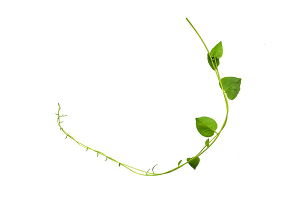 Floral Desaign. Verdrehte Dschungel Reben Lianenpflanze mit herzförmigen grünen Blättern isoliert auf weißem Hintergrund, Clipping Pfad enthalten. - Foto, Bild
