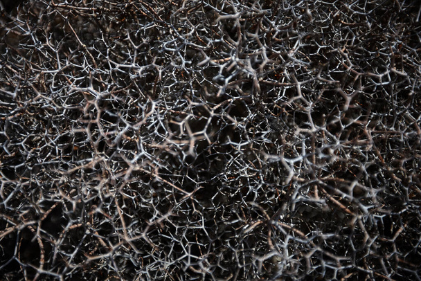 Hintergrund vieler stacheliger und trockener Zweige - Foto, Bild