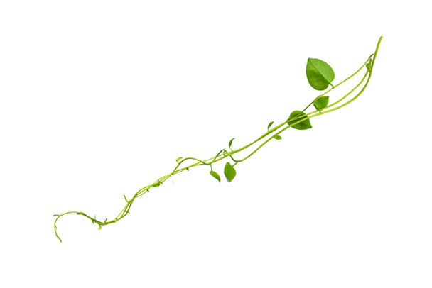 Désespoir floral. Vignes jungle torsadées liane plante avec des feuilles vertes en forme de coeur isolé sur fond blanc, chemin de coupe inclus. - Photo, image
