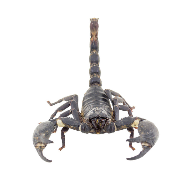 escorpião isolado no fundo branco - Foto, Imagem