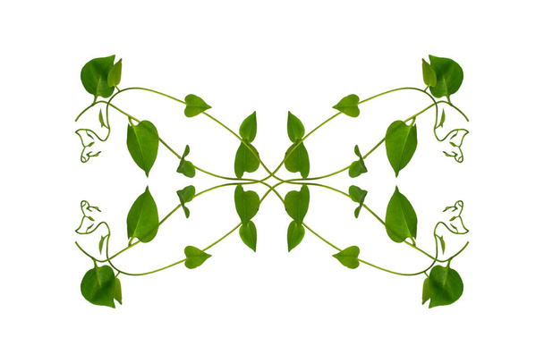 Bloemen Wanhoop. Twisted jungle wijnstokken liana plant met hartvormige groene bladeren geïsoleerd op witte achtergrond, knippen pad opgenomen. - Foto, afbeelding