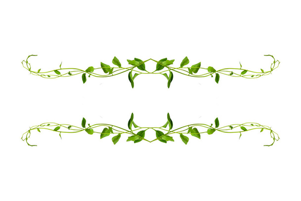 Φλοράλ Ντεσέιν. Twisted αμπέλια ζούγκλα liana φυτό με πράσινα φύλλα σε σχήμα καρδιάς που απομονώνονται σε λευκό φόντο, περικοπή διαδρομή που περιλαμβάνονται. - Φωτογραφία, εικόνα