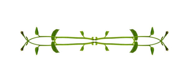Bloemen Wanhoop. Twisted jungle wijnstokken liana plant met hartvormige groene bladeren geïsoleerd op witte achtergrond, knippen pad opgenomen. - Foto, afbeelding