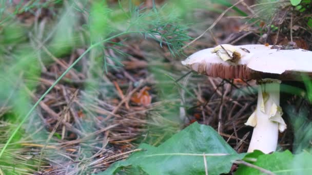 beautiful white mushroom in the forest. - Video