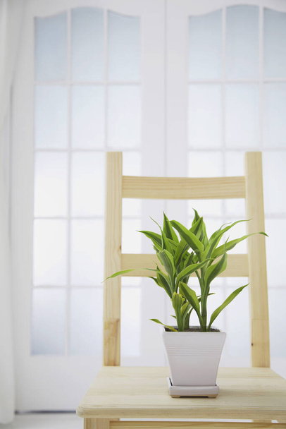 A pot of plant on a wooden chair - Foto, Imagen
