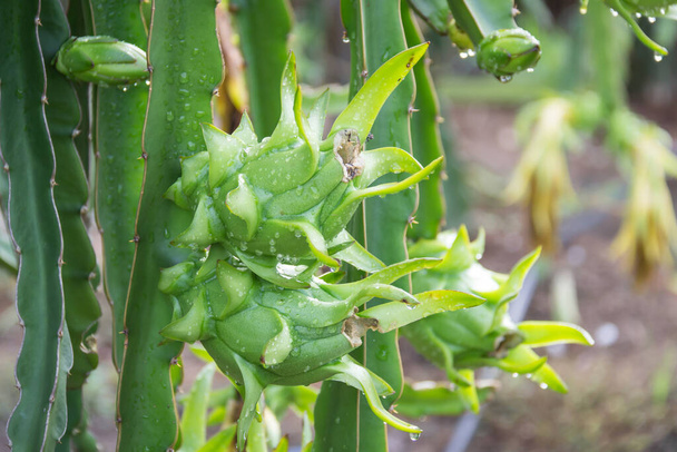 dragon Fruit on the tree after rain in garden - Photo, Image