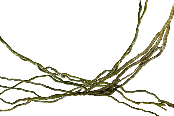 houtwortel. Spiraalvormige gedraaide jungle boom tak, liaan plant geïsoleerd op witte achtergrond, clipping pad opgenomen - Foto, afbeelding