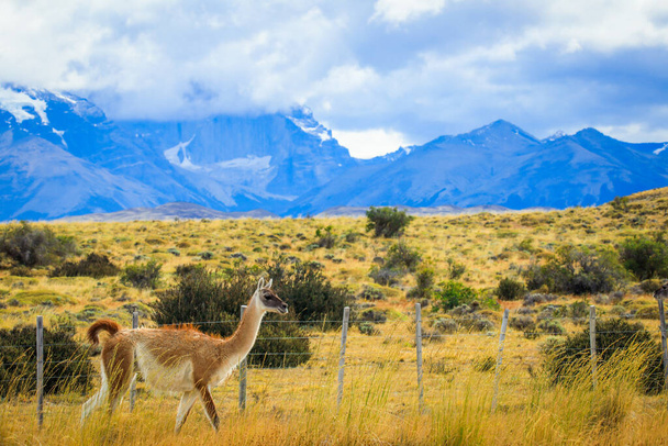 Wild and Beautiful Guanaco with the Mountains on the Background in the Torres Del Paine National Park, Patagonia, Chile - Photo, Image