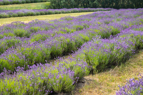 Lavender field in sunlight. Field of Lavender, officinalis. Beautiful image of lavender field.Lavender flower field, image for nat. - Foto, afbeelding